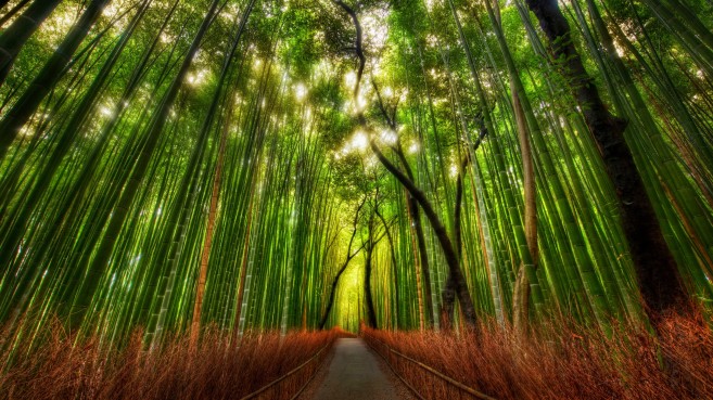 bamboo-forest-path-wallpaper-4