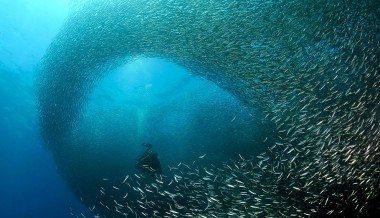sardineee